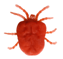 bird mites are a bug that bites