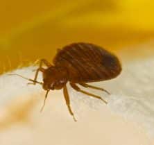 can bed bugs live inside your body