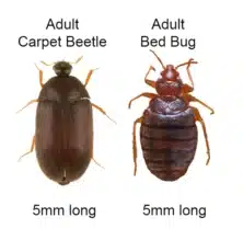 carpet beetles vs bed bugs