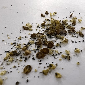 bed bug first signs