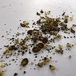 Bed Bug Castings (Shells) and Eggs