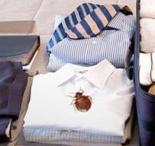 bed bug in clothes
