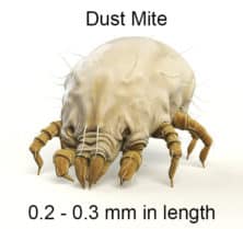 dust mite