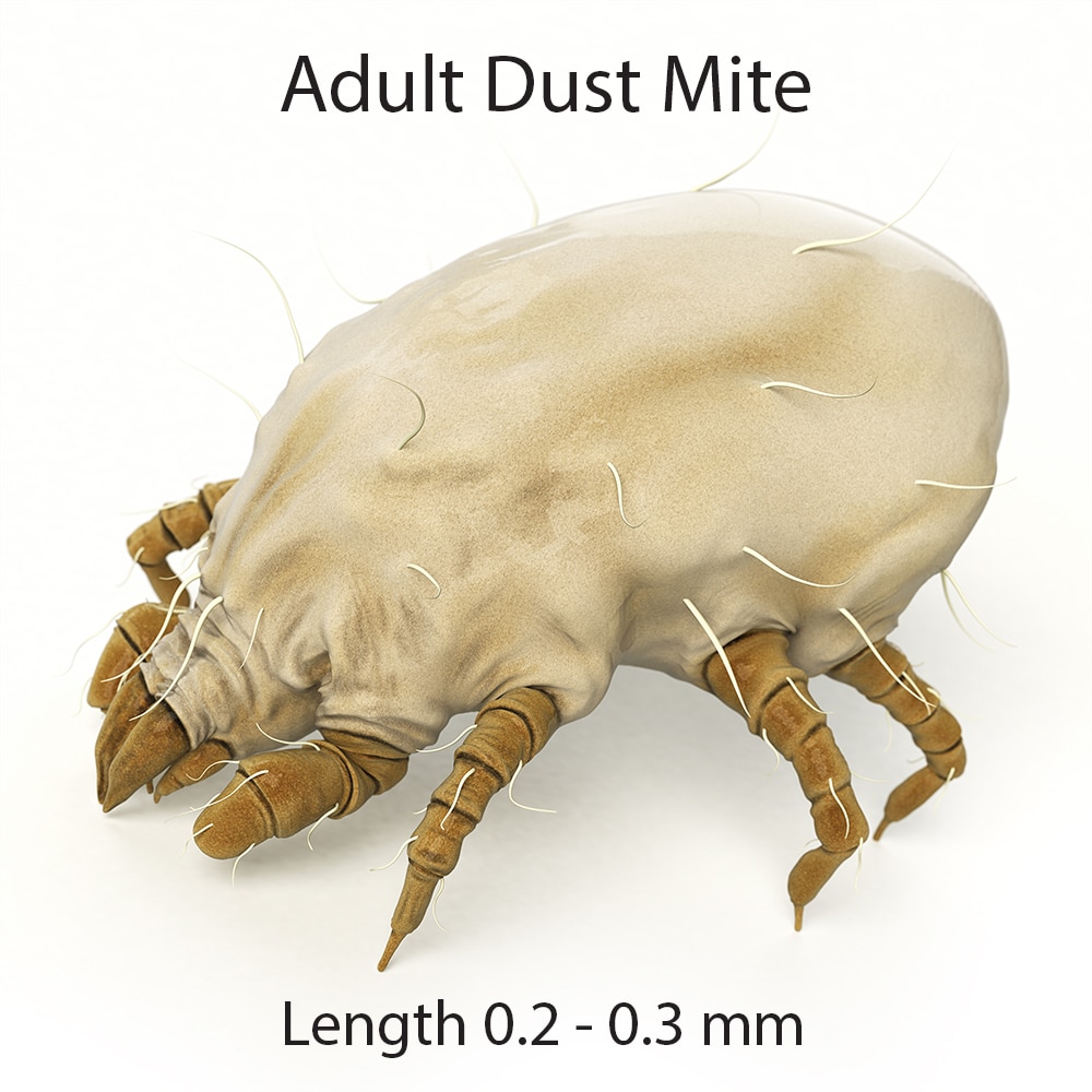 dust mite allergy