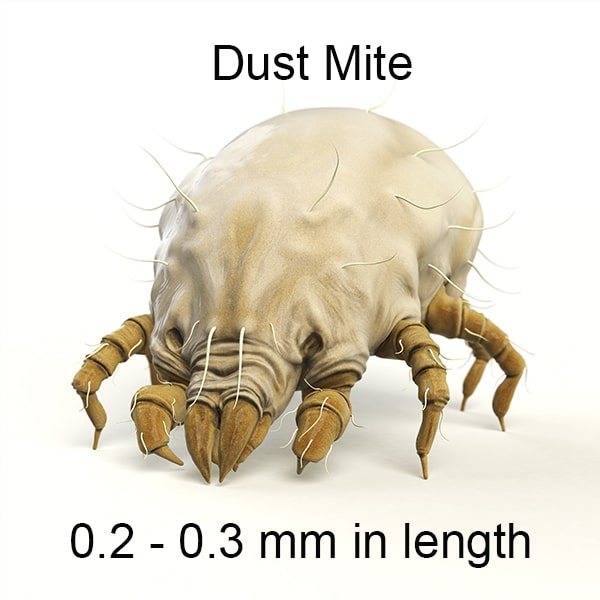 dust mite