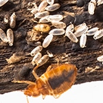 Close Up Of Eggs and Instar