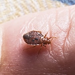 Feeding On Finger