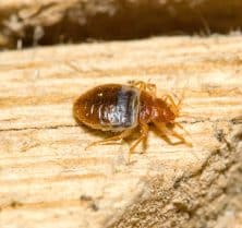 got bed bugs?