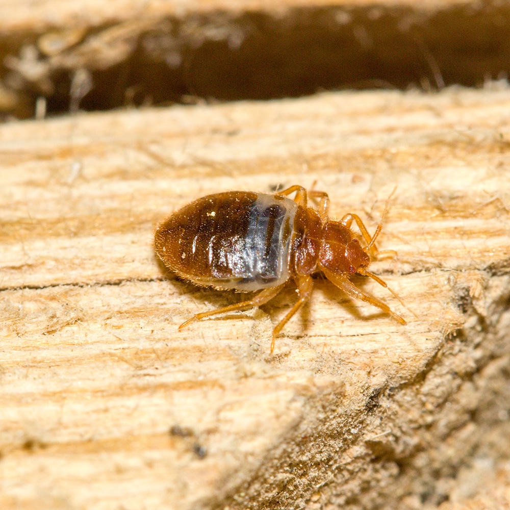 got bed bugs?