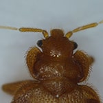 Close Up Of Head