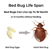 Bed Bug Life Span