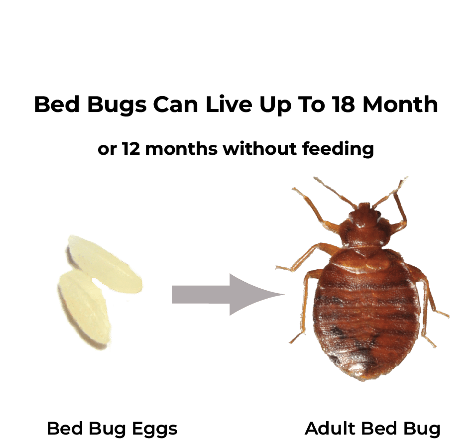 how long do bed bugs live?