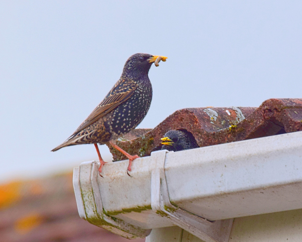 how to get rid of bird mites in your roof