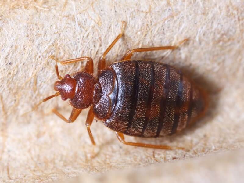 Bed Bugs Melbourne - Bed Bug Barrier