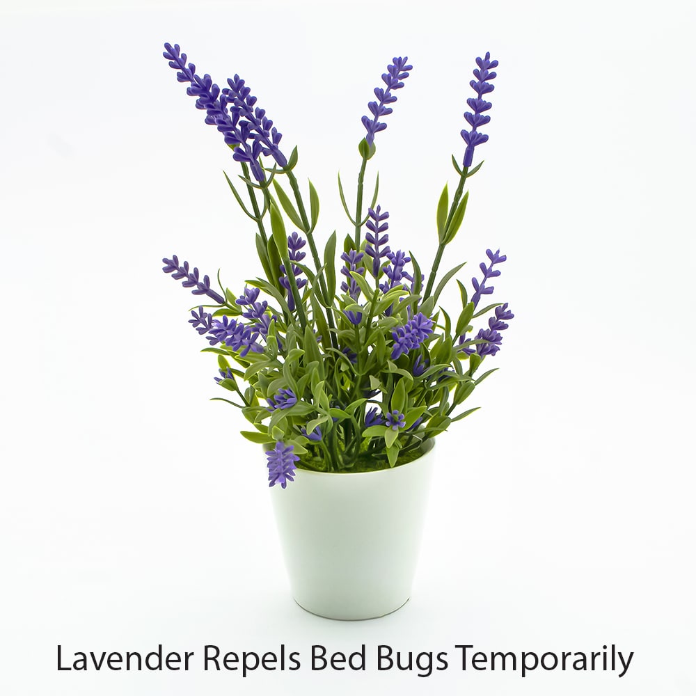 Lavender Repels Bed Bugs Temporarily