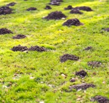 mole holes