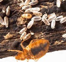 nest of bed bugs and eggs