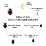 Life Cycle