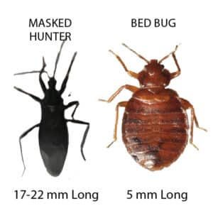 10 Bugs That Look Like Bed Bugs - Which Ones Bite At Night?