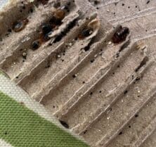 bed bugs