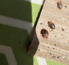 bed bugs on cardboard