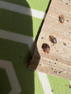 bed bugs on cardboard