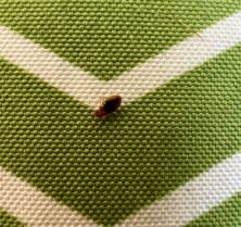 single bed bug
