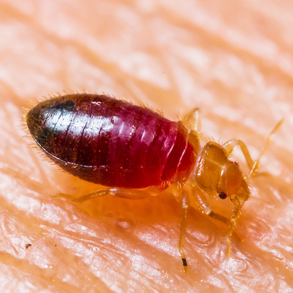 What Bed Bugs Eat