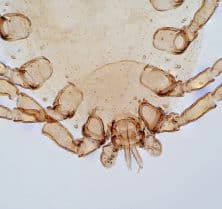 where do dust mites come from