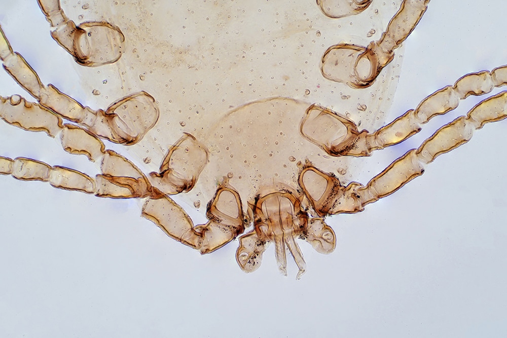 where do dust mites come from